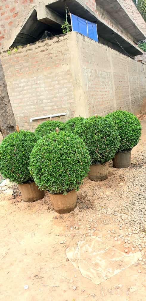 Vetiver grass project